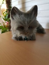 Chat Robot En Vente Jouets Et Jeux Ebay