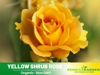 30+ Semillas | Semillas de flores perennes rosa arbusto amarillo #1049 Foto 1 de 4