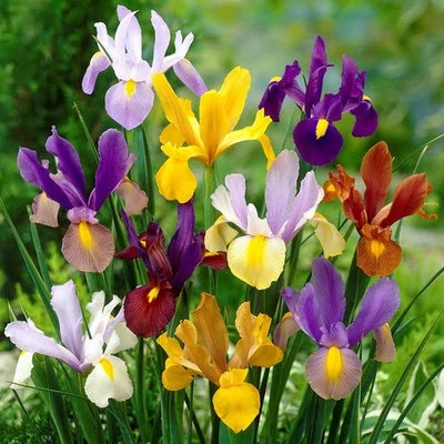 Mezcla brillante de iris holandés fácil de cultivar 60 bulbos de plantas primavera verano zona de flores 6-9 Foto 1 de 4