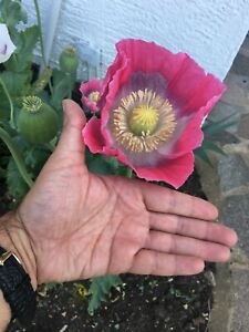 Quality Giant off Pink Poppy Seeds 250:Somniferum Giganteum - Fast Growing