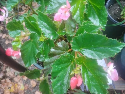 WOW BARGAIN SET 4 DIFFERENT BEGONIAS SAVE ON PLANTS & SAVE ON COMBINED SHIPPING  - Image 1 of 4