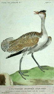 L'OUTARDE ARABE gravure estampe illustration Les Oiseaux de Martinet 1790 - Picture 1 of 2