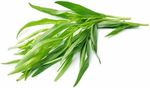 Tarragon Herb Seeds,"COOL BEANS N SPROUTS" Brand. Herb. Non-GMO. Home Gardening. - Picture 1 of 3