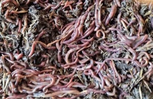 Lombriz roja californiana / 100 Unidades. - Imagen 1 de 1