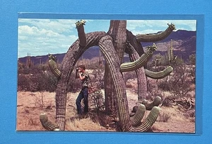 Postal de petley vintage de cactus de Saguaro Arizona - Imagen 1 de 2