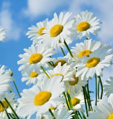 500+SHASTA DAISY Seeds Native Wildflower Summer Flower Garden Container Easy - Image 1 of 4