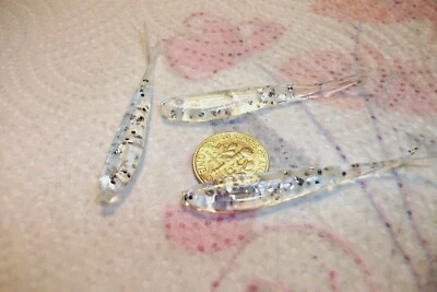 70-2 1/4" crappie-panfish-soft minnows-grubs-jigs-scent-lures-flukes-split tails - Изображение 1 из 4