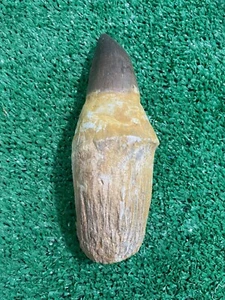 Jurassic 16 Cm Mosasaur Teeth Fossilized Prehistoric Marine Reptiles Ancient Sea - Picture 1 of 6