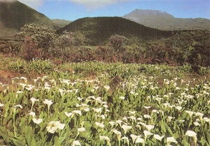 974 PLAINE DES PALMISTES CHAMP D AROMES A LA PLAINE DES PALM - Imagen 1 de 2