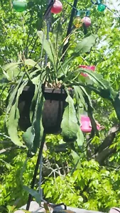 6 anni + Epiphyllum "Imperatrice tedesca" Bloomer precedente + 2 ritagli misteriosi - Foto 1 di 3
