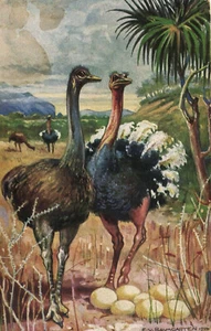 PC GERMAN SOUTHWEST AFRICA, OSTRICH, Vintage Postcard (b31306) - Picture 1 of 2