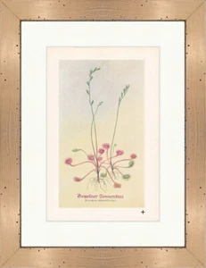 Gemeiner Sonnentau Drosera rotundifolia L. Heilpflanzen Heilkräuter 012 Gerahmt - Bild 1 von 1
