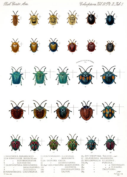 Beetles - Coleoptera - 1885 - Insect Illustration Poster - Image 1 of 1
