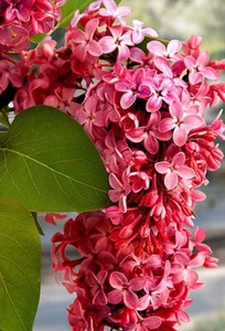 Red Pixie Lilac Fragrant French Lilac Syringa 2 Year Plant - Picture 1 of 1