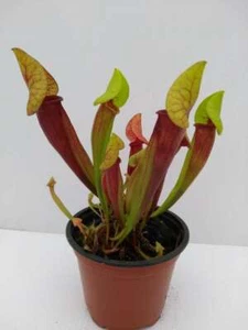 SARRACENIA 'MIEKE' (catesbaei)pitcher CARNIVOROUS insect eating plant in 3½" pot - Picture 1 of 2