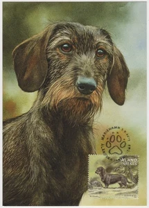 Aland Maxi 2015, Wirehaired Dachshund, Hunting dog , Mint - Picture 1 of 1