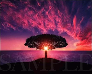 Sunset Photograph 8X10 New Fine Art Color Print Picture Photo Nature Tree Ocean - Picture 1 of 2