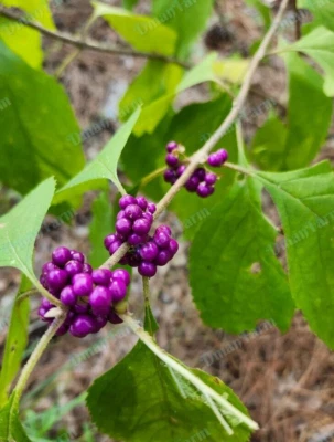 {3} THREE FRENCH MULBERRY PURPLE BEAUTY BERRY BUSH CALLICARPA AMERICANA - Image 1 of 4