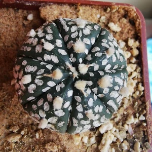 Astrophytum cv superkabuto selected - Picture 1 of 3
