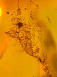 uncommon unknown hair Burmite Myanmar Burmese Amber insect fossil dinosaur age - Picture 1 of 6