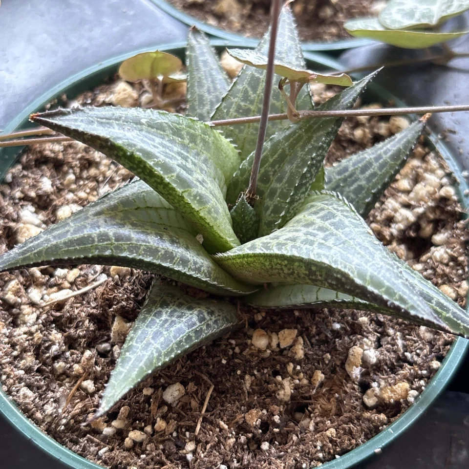 Planta viva suculenta - Haworthia Venosa Tessellata - En maceta de 4 '' Foto 1 de 4