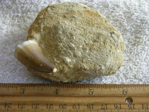 Dinosaur fossil teeth with bone Mosasaurus in Matrix FD74 - Picture 1 of 1