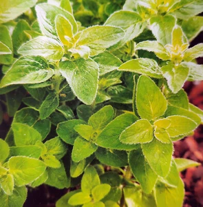 500 Samen Oregano Vielseitiges Kraut Origanum vulgare Winterhart - Bild 1 von 7