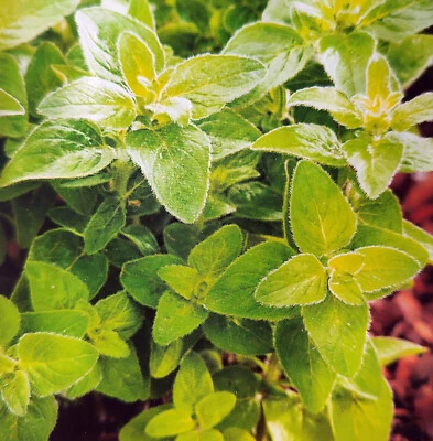 500 Samen Oregano Vielseitiges Kraut Origanum vulgare Winterhart - Bild 1 von 4