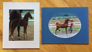 Photographs Color American Saddlebred Mare & Foal + Yearling on Lead - Picture 1 of 8