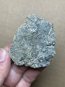 27g Kambrium Bryozoen Meeresorganismen Geologisches Gesteinsexemplar - Bild 1 von 13