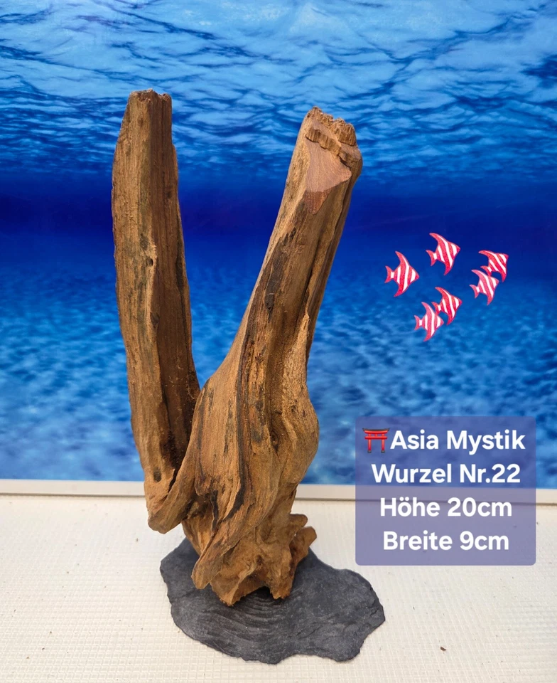 ⛩️ "ASIA MYSTIC WOOD" Aquarium Wurzel auf Schieferplatte - Bild 1 von 1