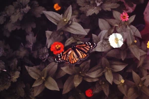 11 - 35mm Color Photo Slides Monarch Butterfly Insects Nature Entomology Art - Picture 1 of 4