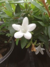 Festival Park Abelia