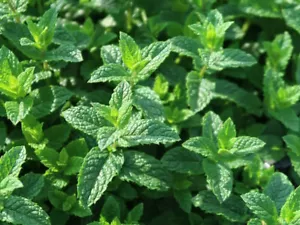 3 Stauden Marokkanische Minze Mentha spicata Marokko - Bild 1 von 3