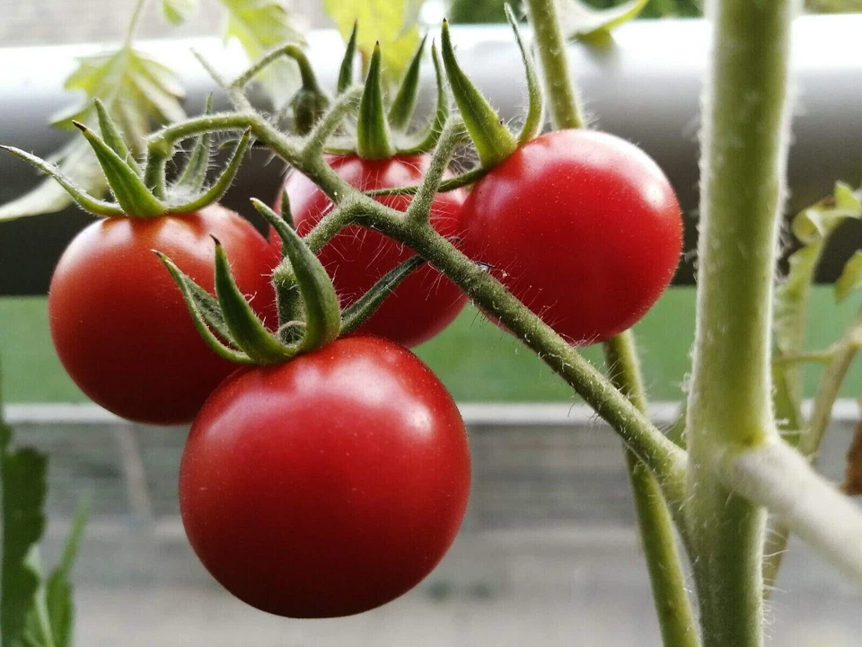 SUGAR LUMP TOMATO SEEDS Organic Vegetable Garden Heirloom Sugar Lump Tomato Seed - image 1 of 1