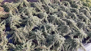 Juniperus com. Green Carpet Grüner Kriech-Wacholder 2 L Zwergwacholder Wacholder - Bild 1 von 5