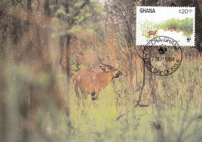 Antelope WWF Ghana Maxicard Postcard FDC (c) 1984 (151878) - Image 1 of 2