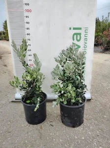 PIANTA DI METROSIDEROS EXCELSA IN VASO 22 altezza cm 60/70 cm (foto reale) - Foto 1 di 3