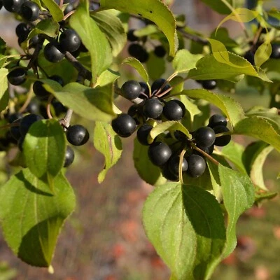 EUROPEAN BUCKTHORN Rhamnus Cathartica - 25+ SEEDS - Image 1 of 4