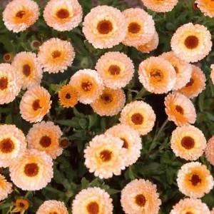 CALENDULA "pink surprise mix" 30 SEEDS - Picture 1 of 1