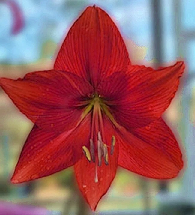Semillas de Ferrari Amaryllis Hippeastrum Foto 1 de 1