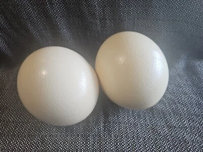 2 huevos de avestruz genuinos de 6,25" soplados huecos limpios orificio inferior único arte artesanía Foto 1 de 3