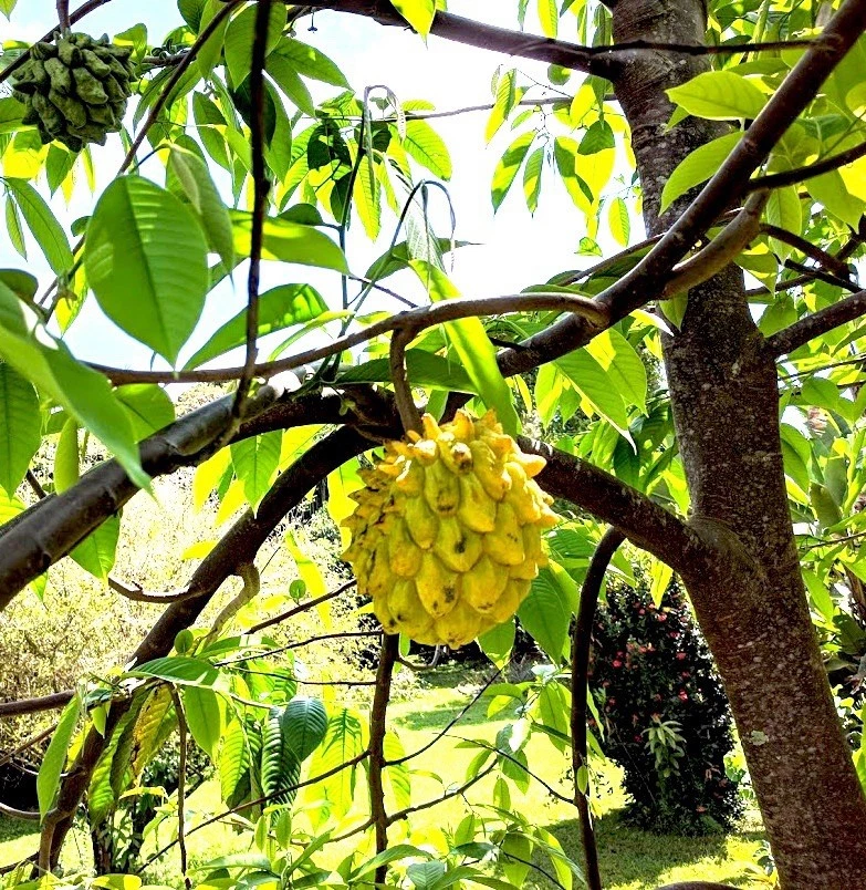 RARE ROLLINIA  FRUIT TREE Seedling Brazilian Custard Apple Anonna Mucosa - image 1 of 4