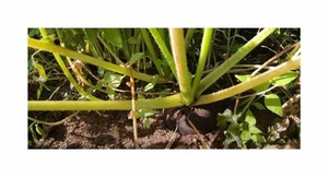200 Korn Rettich Runder Schwarzer Garten Pflanzen - Samen F-S306 - Picture 1 of 6