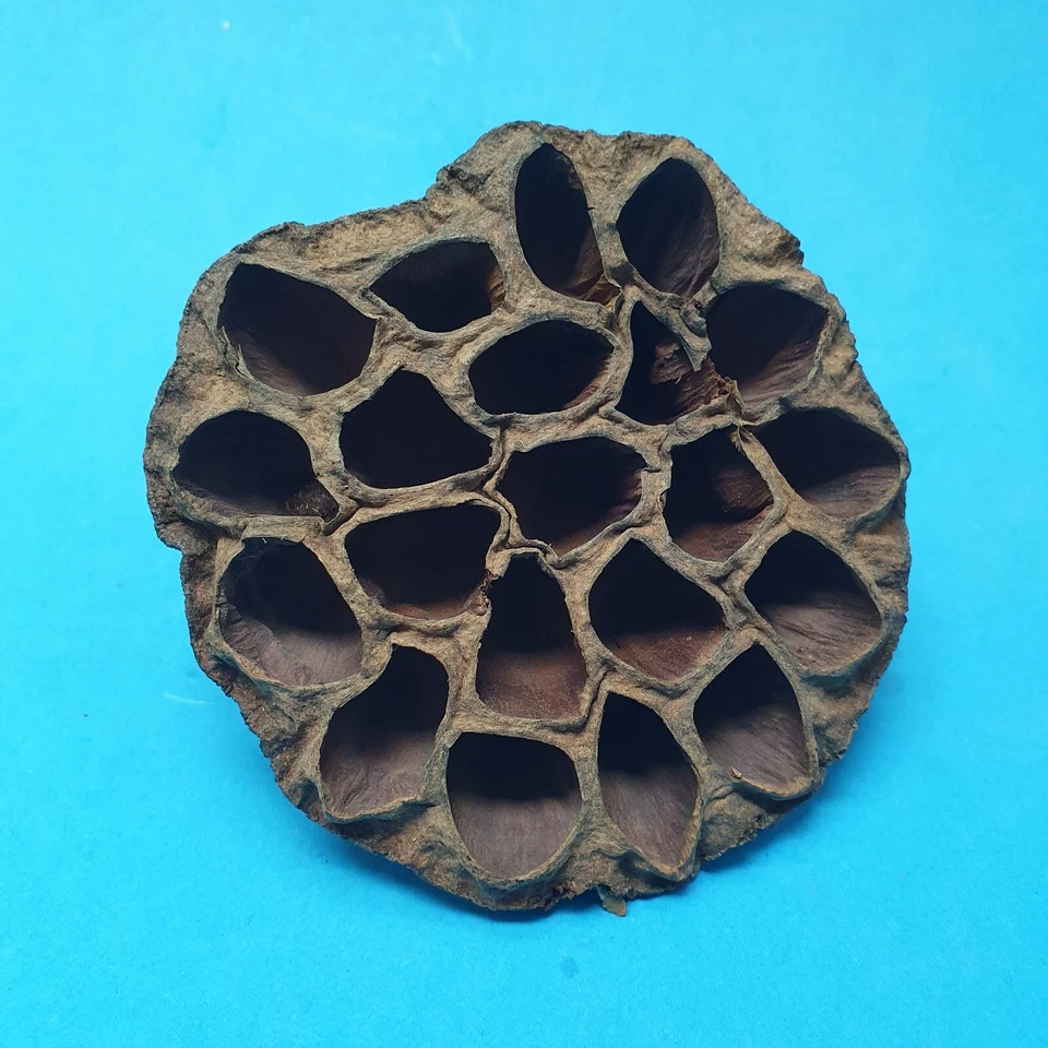 Lotos Kolben / 7-10cm // Garnelen Höhle Versteck Dekoration Aquarium