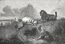 Dog Cairn Terriers & West Highland Terrier Hunting, Large 1870s Antique Print