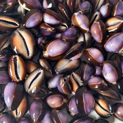 Purple Cowrie Shells with Brown Edge Beautiful Sea Shells Crafts and Decor - Image 1 of 2