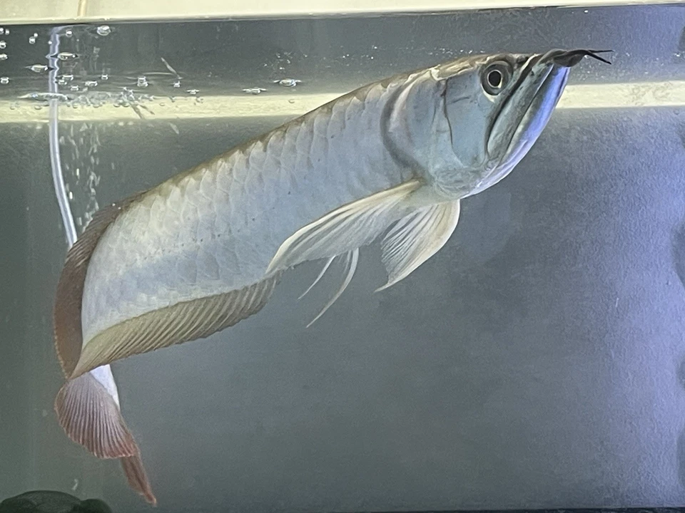 Arowana Live  discount Sale - Image 1 of 4