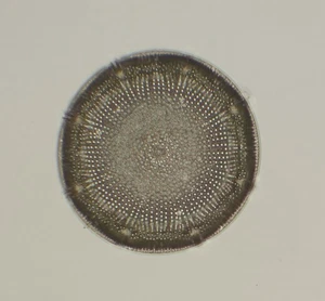 H.J.Baker Antique Microscope Slide. Aulacodiscus - Picture 1 of 3