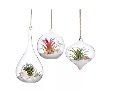 Paquete de 3 jarrones colgantes de vidrio con soporte para helecho de aire para terrario plantas colgantes Foto 1 de 4